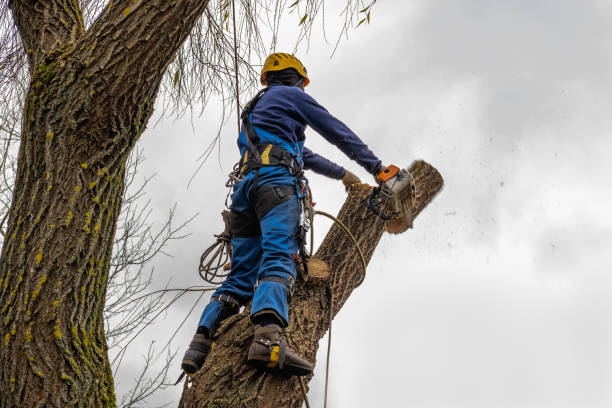 Best Tree Pruning Services  in Palm Beach, FL